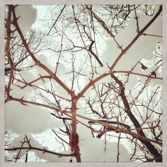 Snow in branches