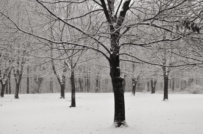 Winter Trees