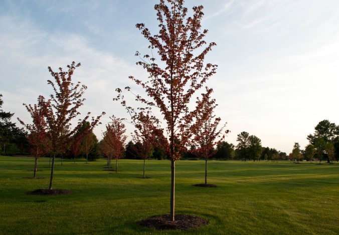 Deerfield CC July 17 Extra 5